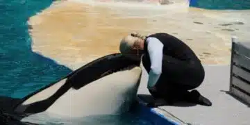 най-самотната косатка