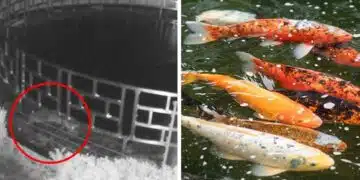 Опасна работа! Дива видра си открадна рибка и нанесе щети за над сто хиляди долара! 1