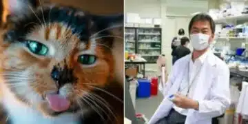 Възможно ли е? Учен от Япония измислил как да се удължи животът на котките! 2
