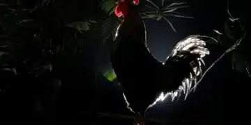 Каква е причина петлите да не оглушават? 5