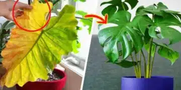 Стайните ти растения са започнали да жълтеят? Тези съвети ще помогнат! Ще ми благодариш по-късно! 2