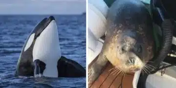 За да се спаси от косатка, тюлен скочи в яхтата на летовници! ВИДЕО 1