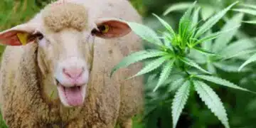 Куриоз! Да се смееш или да плачеш?! Стадо овце изяде близо 100 килограма марихуана! 1