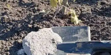 Опитните градинари събират не само пепел през есента и зимата, после градината ражда като луда 7