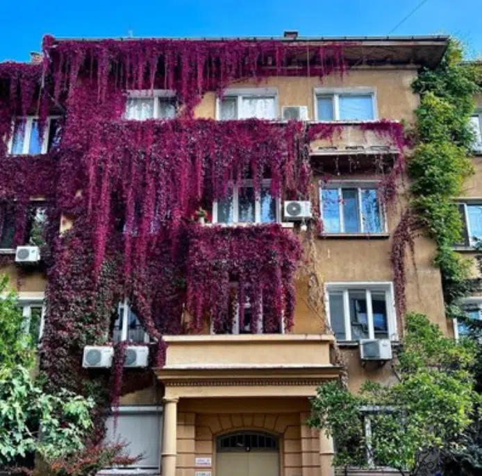 Домът на актьора Владо Пенев е превърнат в италиански замък с помощта на дива лоза СНИМКИ 2