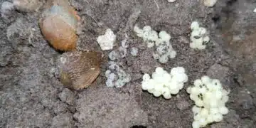 Този метод ще Ви помогне значително, за да се справите с вредителите в градината си! 3