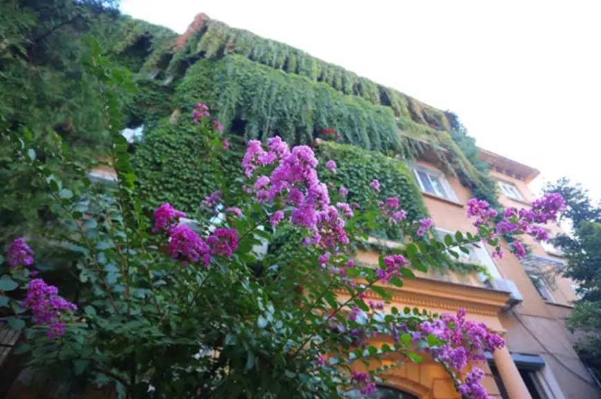 Домът на актьора Владо Пенев е превърнат в италиански замък с помощта на дива лоза СНИМКИ 3