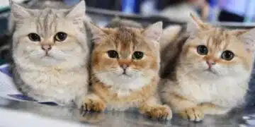 Без коментар! По сигнал полицията в Китай спаси хиляди котки, които трябвало да бъдат продадени за МЕСО 1