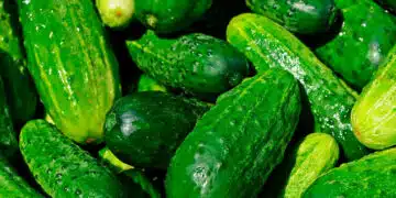 Какво да правим с горчивите краставици? Ето как да ги превърнем във вкусни и здравословни краставици 1