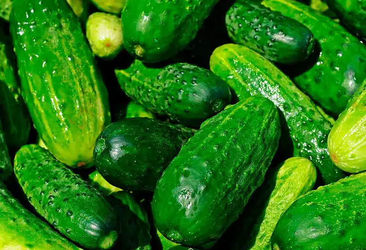 Какво да правим с горчивите краставици? Ето как да ги превърнем във вкусни и здравословни краставици 1