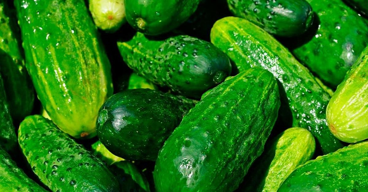 Какво да правим с горчивите краставици? Ето как да ги превърнем във вкусни и здравословни краставици Пресни зелени краставици, подредени на купчина, с различни нюанси.