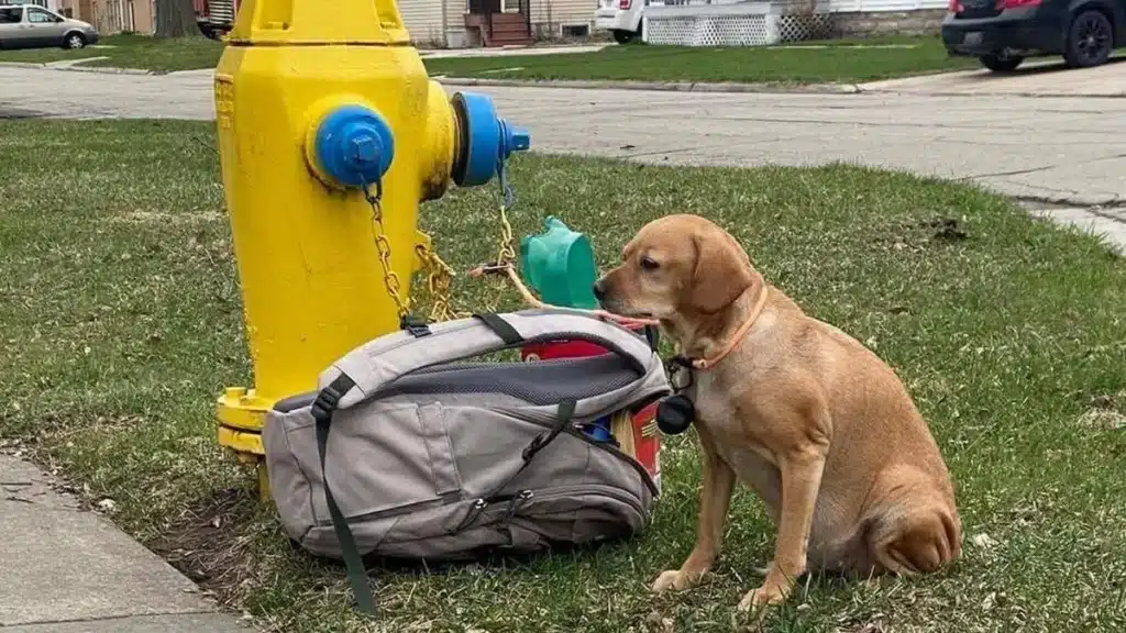 Изоставиха куче на улицата с чанта, пълна с играчки, и сърцераздирателно писмо от собственика 1
