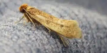 Как да прогоним молците от нашия дом с помощта на природни средства: 3