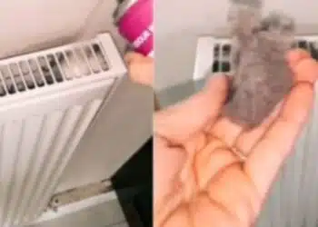 Предстои пускане на парното, нека се подготвим като го почистим внимателно! Гадостите излизат, ако действаме правилно! ВИДЕО 11
