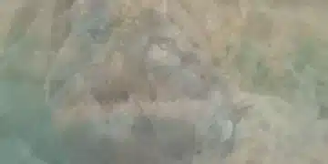 Тази оптична илюзия разкрива личностни характеристики в зависимост от това кое животно ще забележите първо 4