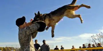 Senior Airman Steve Hanks hoists Ada up in the air after she clamped down on the bite sleeve as part of a working dog demonstration Oct. 20, 2010, at Offutt Air Force Base, Neb. The demonstration was part of a base tour for high school and college students ready to enlist in the Air Force. Airman Hanks is a military working dog handler with the 55th Security Forces Squadron. (U.S. Air Force photo/Josh Plueger)