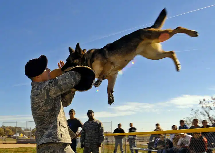 Senior Airman Steve Hanks hoists Ada up in the air after she clamped down on the bite sleeve as part of a working dog demonstration Oct. 20, 2010, at Offutt Air Force Base, Neb. The demonstration was part of a base tour for high school and college students ready to enlist in the Air Force. Airman Hanks is a military working dog handler with the 55th Security Forces Squadron. (U.S. Air Force photo/Josh Plueger)