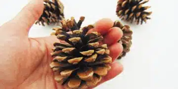 шишарки