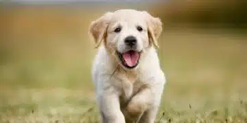 куче