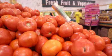CHICAGO - JUNE 09:  Tomatoes are offered for sale at a produce store June 9, 2008 in Chicago, Illinois. Tomatoes are suspected to be responsible for salmonella related illnesses in at least 16 states. McDonald's said Monday it will stop serving sliced tomatoes in its U.S. restaurants until the source of the salmonella outbreak is discovered.  (Photo by Scott Olson/Getty Images)