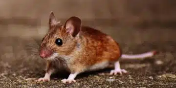 мишка