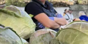 Домакини захвърлят кьосето, луди са по този сорт за кисело зеле, разкрит от наша зеленчукопроизводителка! 1