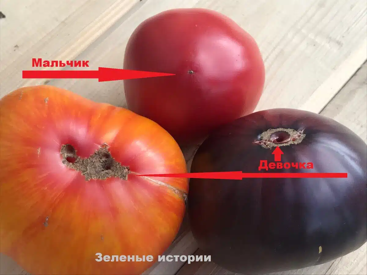 Вадя семената от доматите само от тази част, бера по 2 кофи от всеки кол всяка година! 1