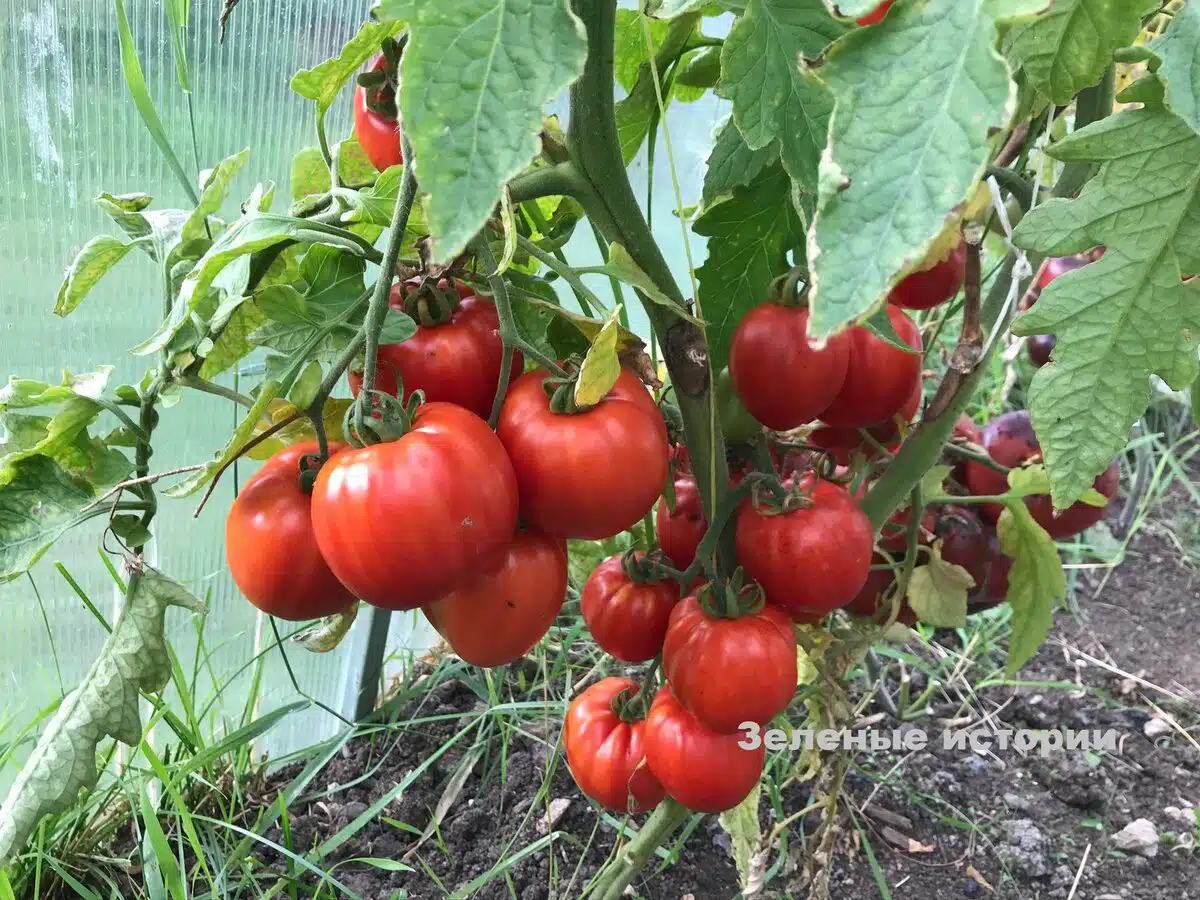 Вадя семената от доматите само от тази част, бера по 2 кофи от всеки кол всяка година! 2