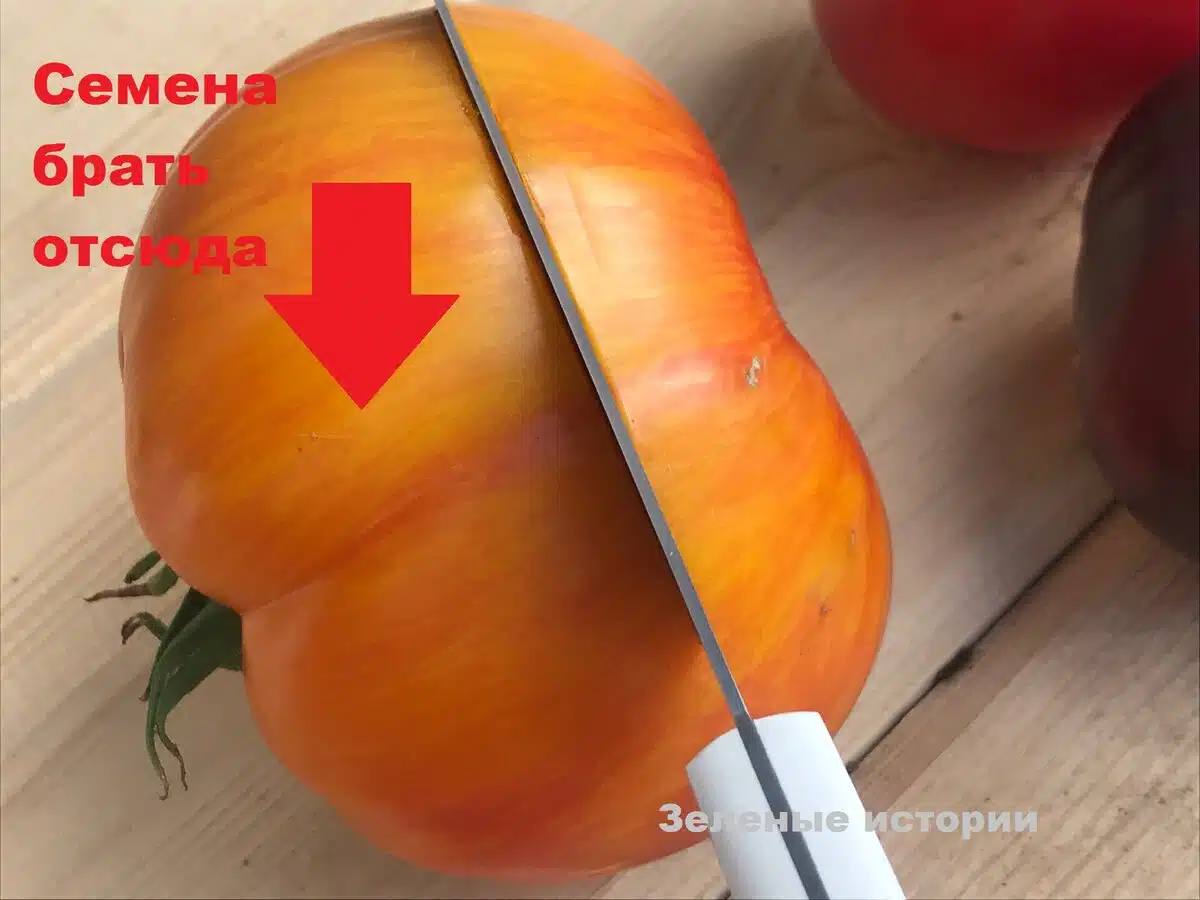 Вадя семената от доматите само от тази част, бера по 2 кофи от всеки кол всяка година! 4