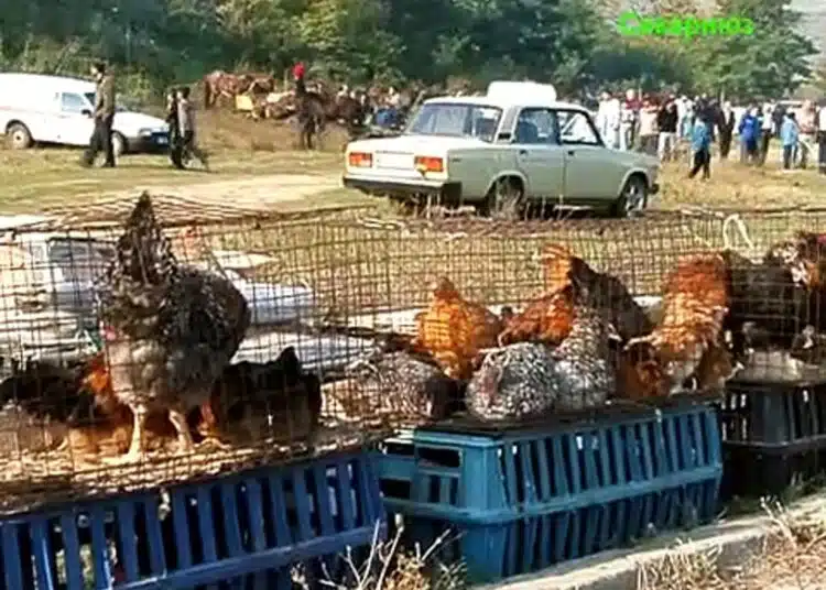 пазар животни
