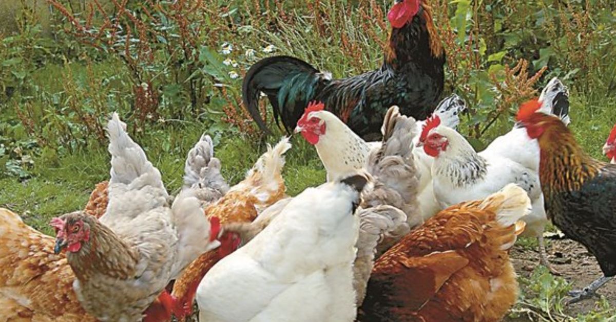 От както започнах да храня кокошките си така, те станаха по-живи и яйцата станаха много по-вкусни и полезни Група кокошки и петли на открито в тревист двор.