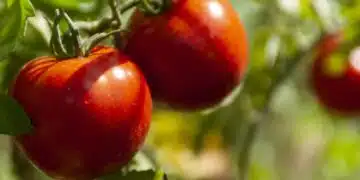По какъв начин да сеете домати, преди да дойде зимата, за ранна реколта: всеки градинар трябва да знае това 3