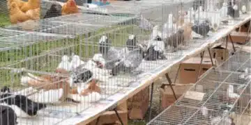 Бизнес практикуван от множество българи вече е забранен! 1