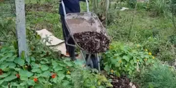 Не изхвърляйте картона! Вижте неговите ценни приложения в зеленчуковата градина 7