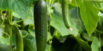 Само опитните градинари знаят за тази тор, гарантираща силни и вкусни краставици. 2