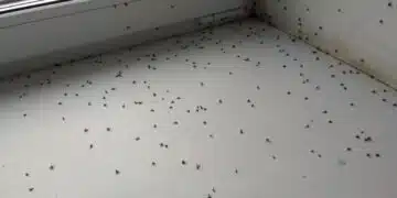 Мушици у дома? Вече от тях няма и следа, благодарение на тези аромати 5