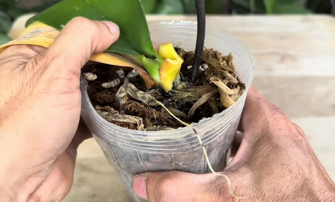 Само от едно листо успях да спася орхидеята, приятелката ми искаше да я изхвърли 1