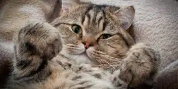котка