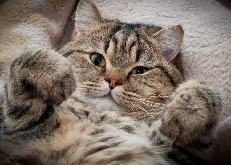 котка