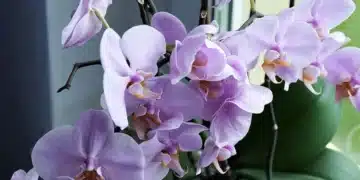 орхидея