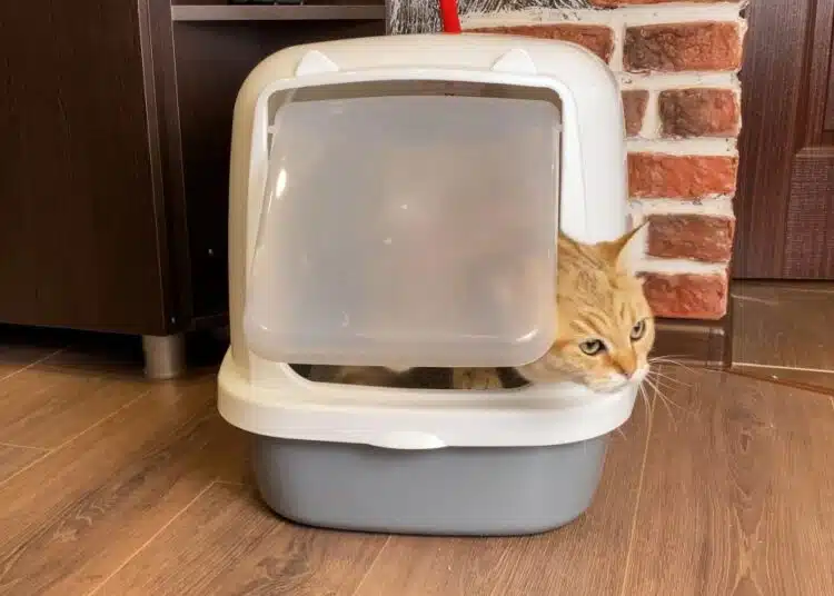 котешка тоалетна