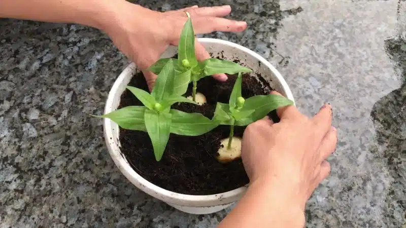 Не мислех, че хризантемите могат да се размножават толкова лесно. Методът с банан е 100% ефективен 5