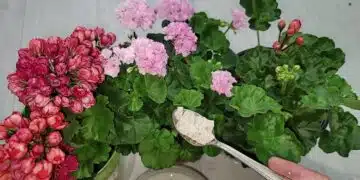 цветя