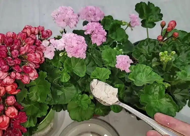 цветя