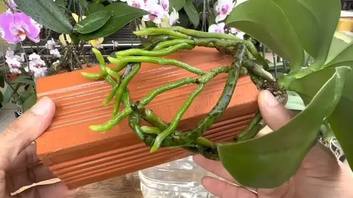 Орхидея в тухла: Моят уникален начин да имам дълги и силни зелени корени 5
