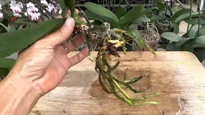 Орхидея в тухла: Моят уникален начин да имам дълги и силни зелени корени 2