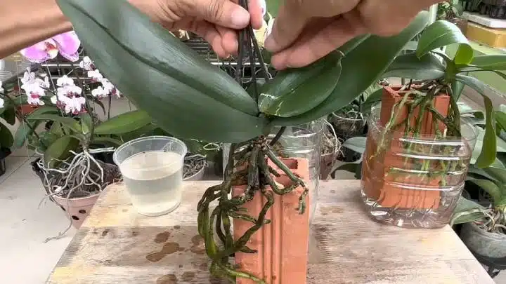Орхидея в тухла: Моят уникален начин да имам дълги и силни зелени корени 3