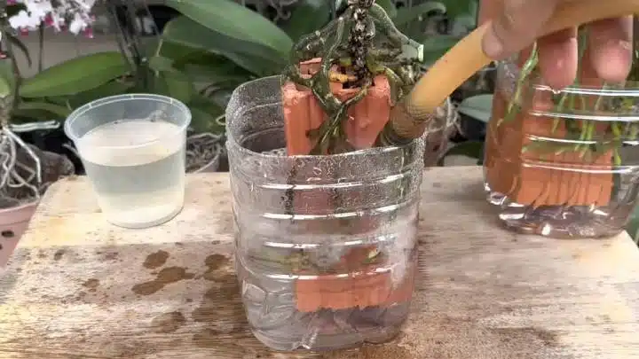 Орхидея в тухла: Моят уникален начин да имам дълги и силни зелени корени 4