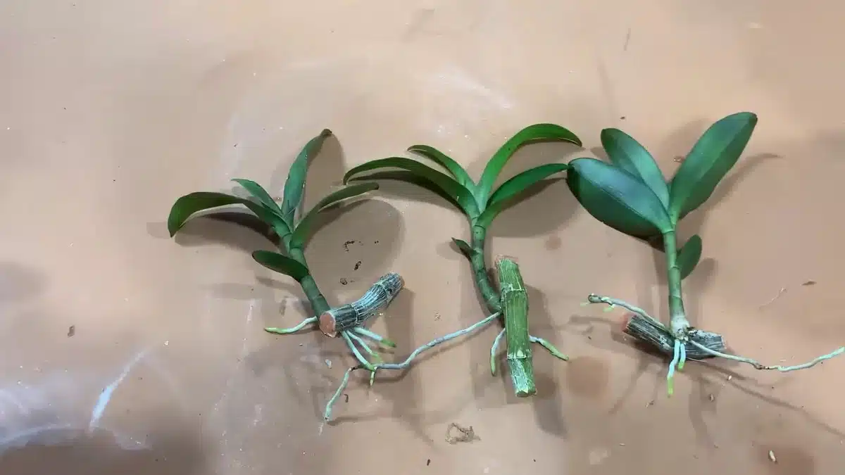 От едно увехнало стъбло се появиха 3 млади орхидеи - ето как се прави 7