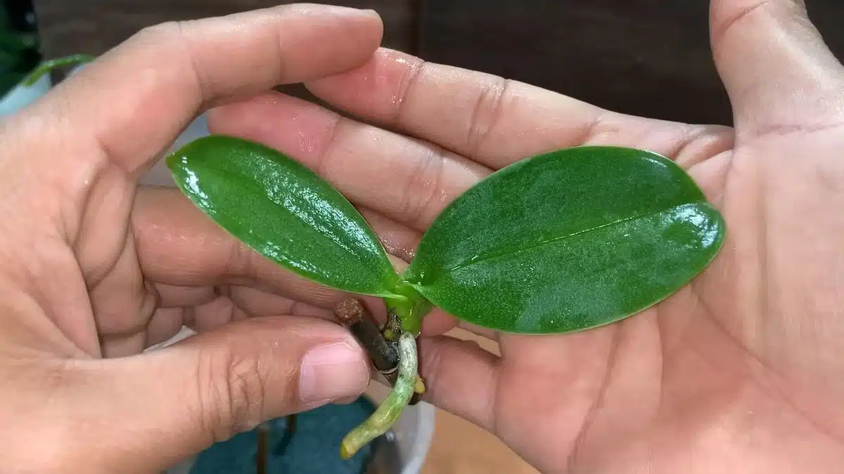 Изненадващо прост начин за размножаване на орхидея чрез увехнали стъбла 7